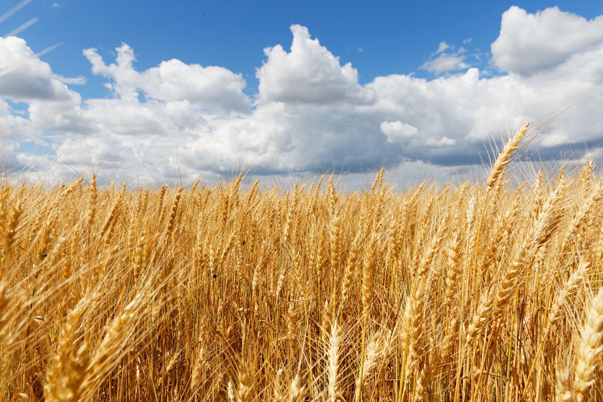 hermosa toma de un campo de afilar con cielo nublado