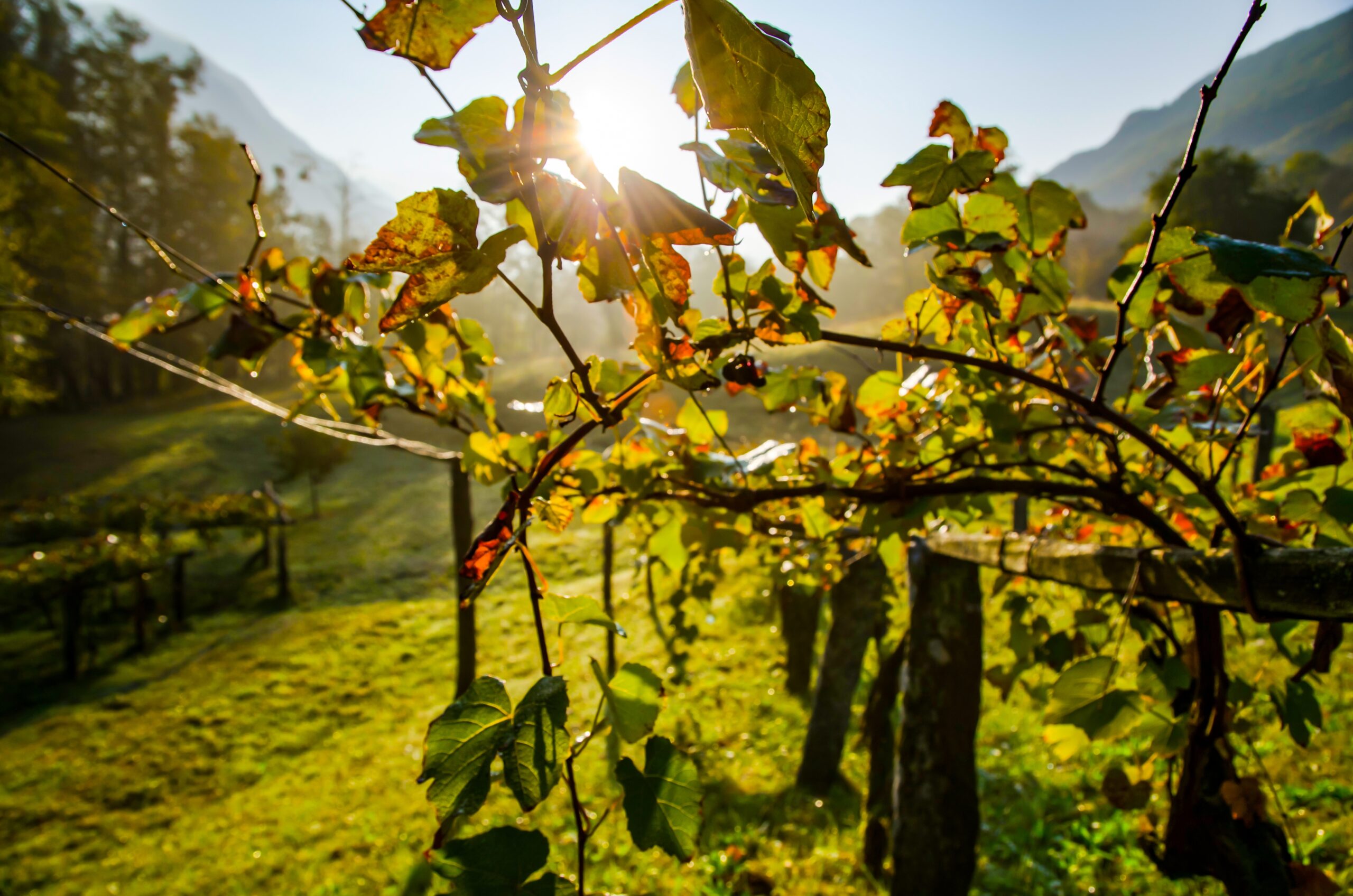 Hermosa fotografía de un campo de vino bajo la luz del sol en Suiza.