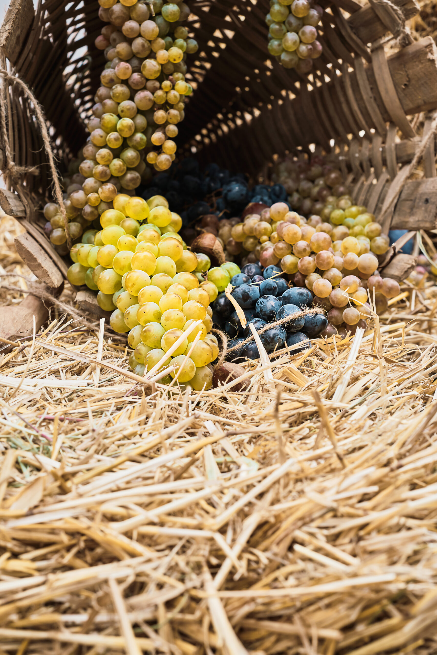Uvas en una cesta sobre paja, enfoque selectivo, época de cosecha, preparación de vino joven. Productos ecológicos.